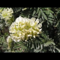 Anthyllis Barba-Jovis (fam. Papilionacees)(rg mediterraneennes) (03)
